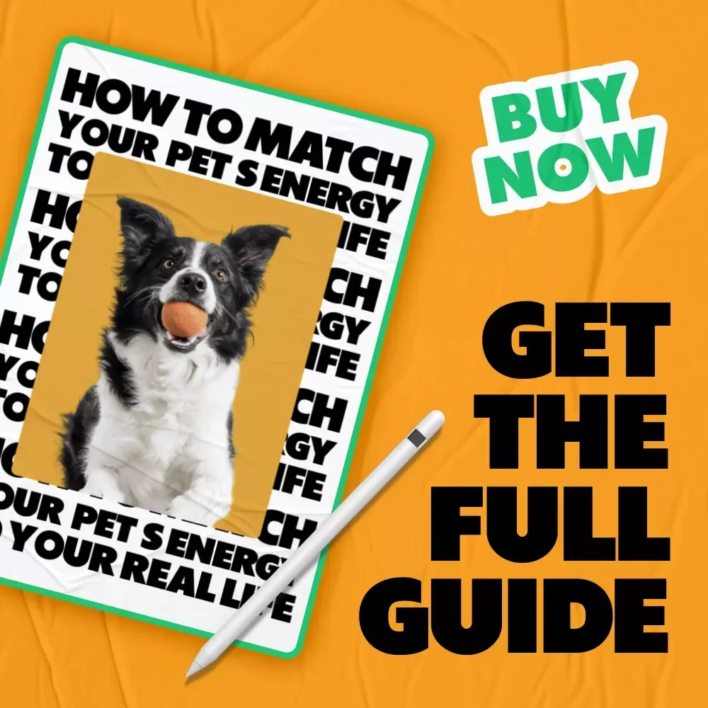 How to Match Your Pet’s Energy to Your Real Life | Practical Guide on how to match pet energy with your routine | Smart Pet Compatibility & Lifestyle Planning Download