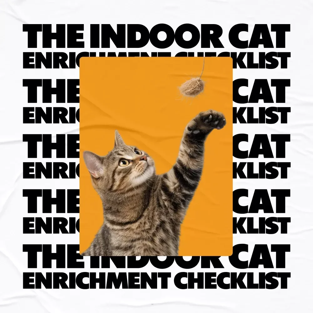 The Indoor Cat Enrichment Checklist: Best Indoor Enrichment for Cats to Keep Them Happy and Stimulated