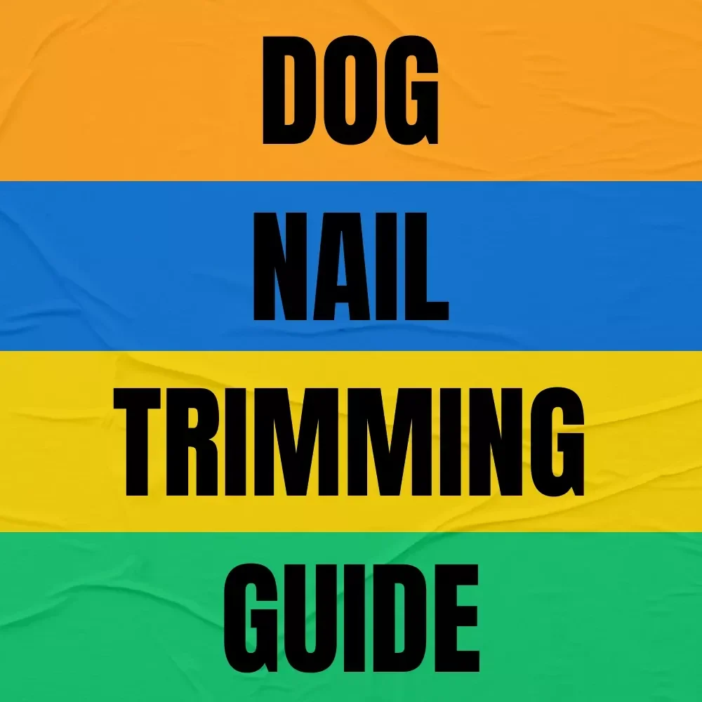 Dog Nail Trimming Guide: Expert Tips, Tools, and Techniques for Healthy Paws