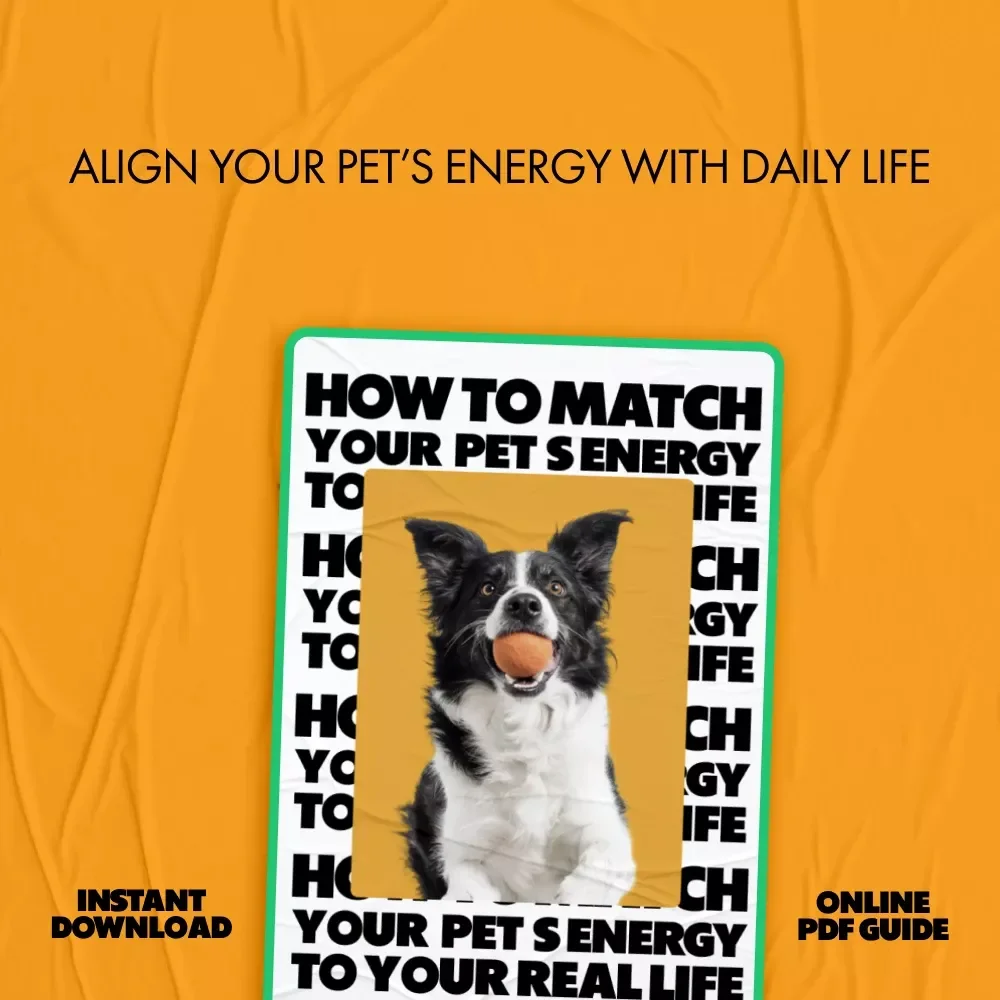 How to Match Your Pet’s Energy to Your Real Life | Practical Guide on how to match pet energy with your routine | Smart Pet Compatibility & Lifestyle Planning Download