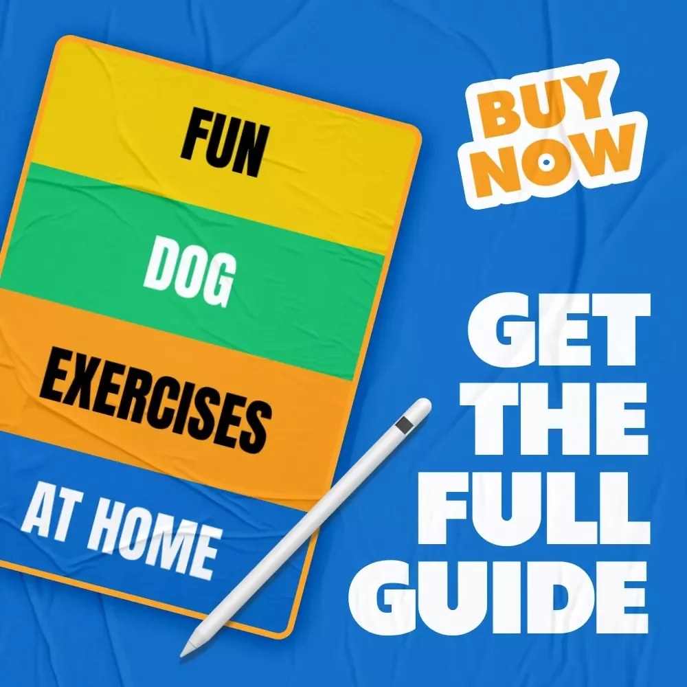Fun Dog Exercises at Home Guide - Dog Exercise Ideas for Indoor & Outdoor Play
