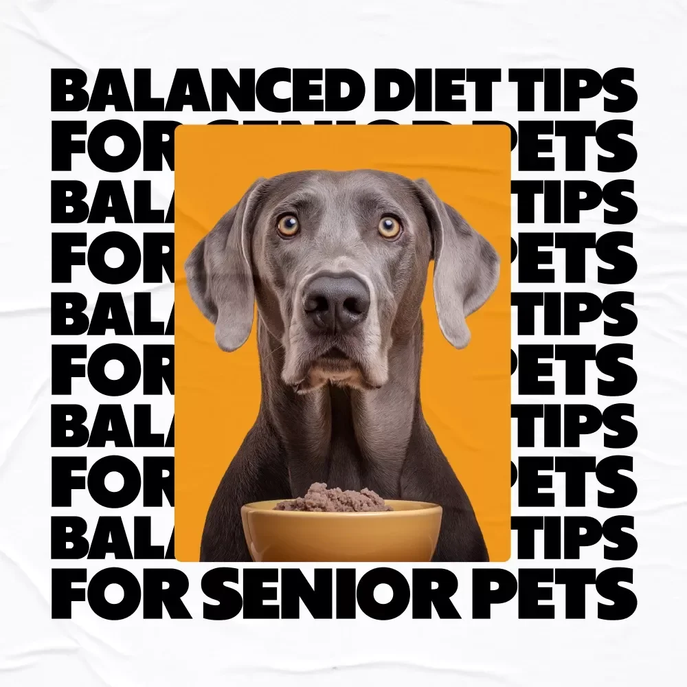 Checklist: Balanced Diet Tips for Senior Pets | Easy Nutrition Guide for Aging Dogs & Cats | Digital Download