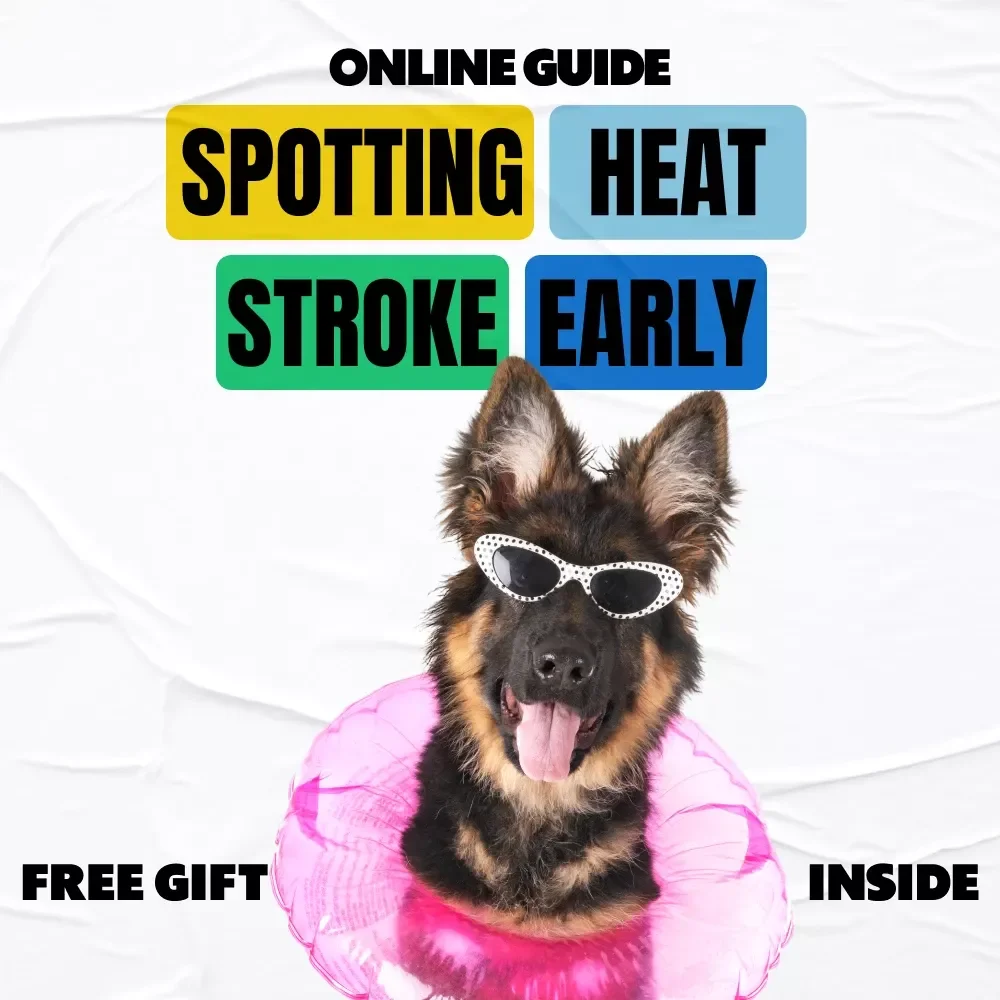 Spotting Heat Stroke Before It’s Too Late: A Comprehensive Guide for Dog Owners