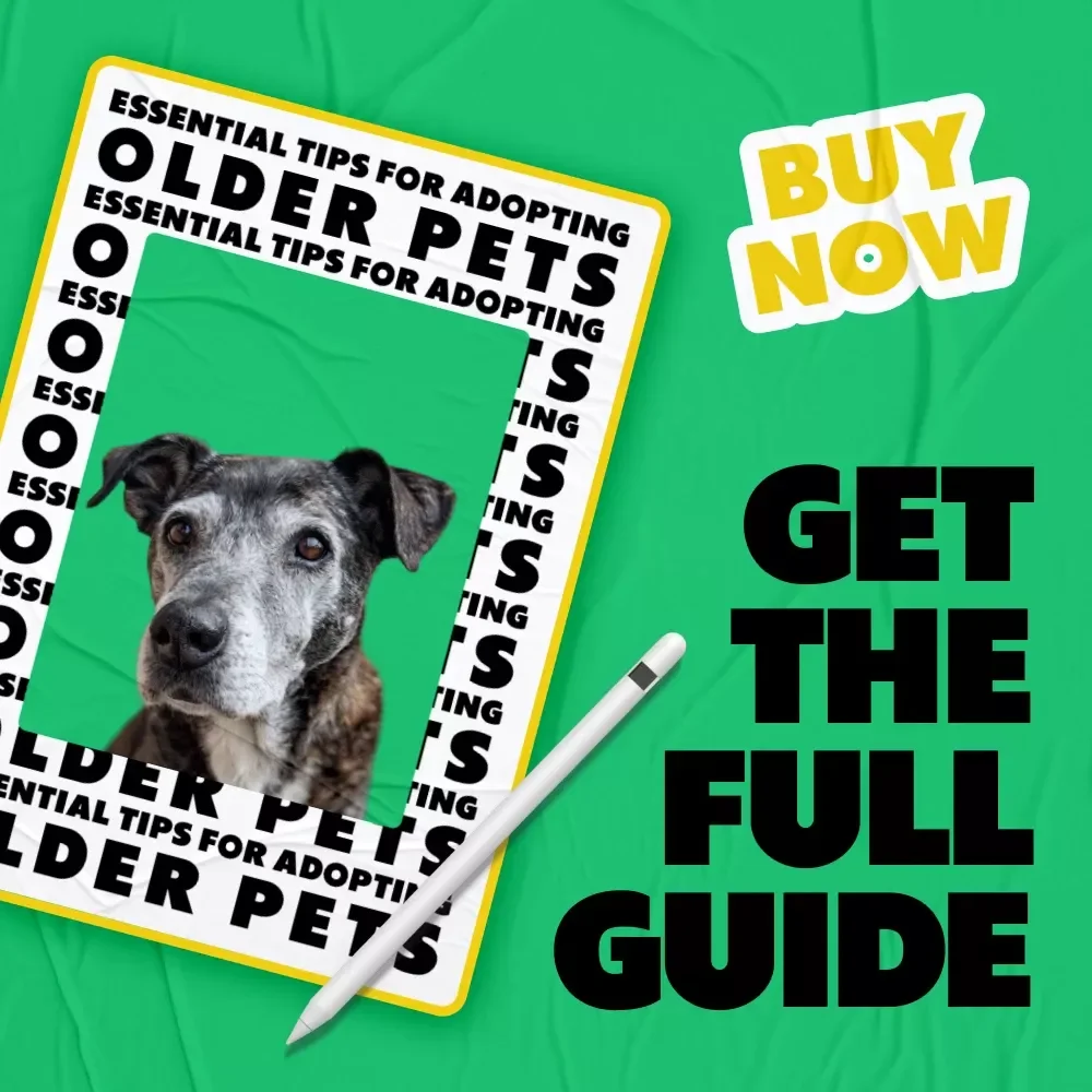 Essential Tips for Adopting Older Pets | Practical Guide with Proven Tips for Adopting Older Pets & Creating a Loving Forever Home