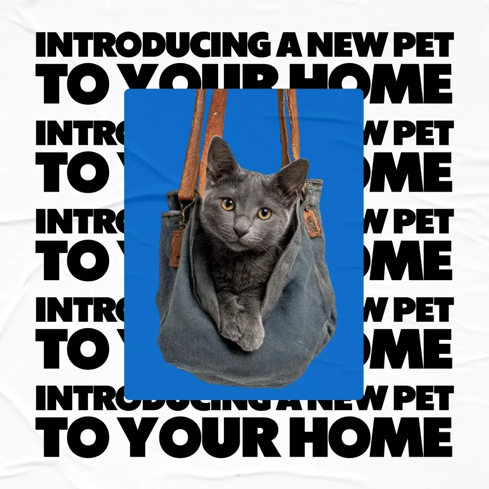 Introducing a New Pet to Your Home: Your Ultimate Guide to a Smooth Transition