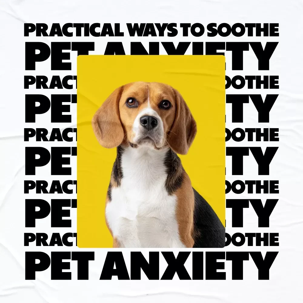 Practical Ways to Soothe Pet Anxiety | Actionable eBook Guide for Pet Anxiety Calming Options & Happier Pets