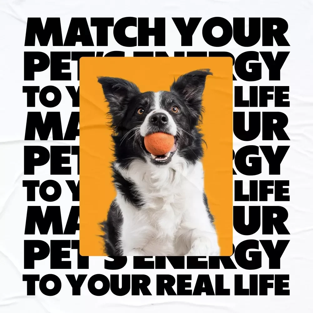 How to Match Your Pet’s Energy to Your Real Life | Practical Guide on how to match pet energy with your routine | Smart Pet Compatibility & Lifestyle Planning Download