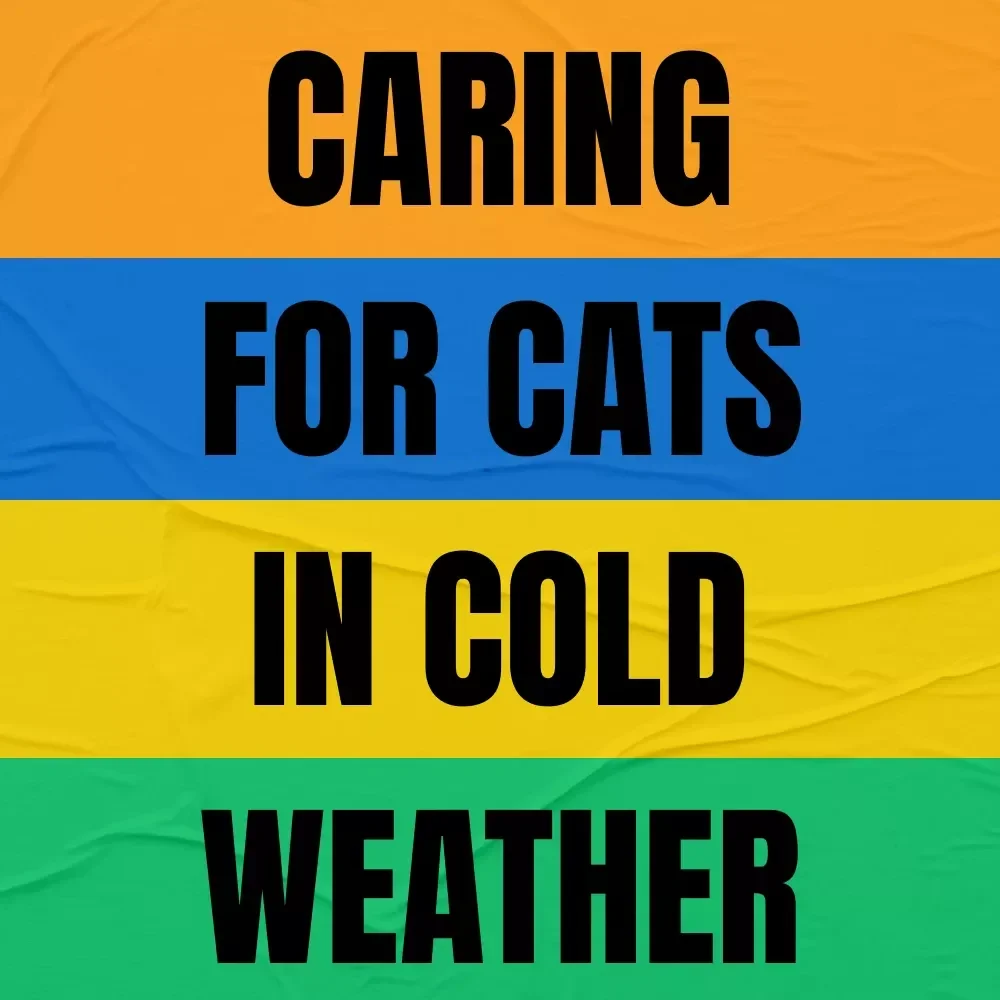 Caring for Cats in Cold Weather: Essential Winter Care Guide, Tips & Checklists