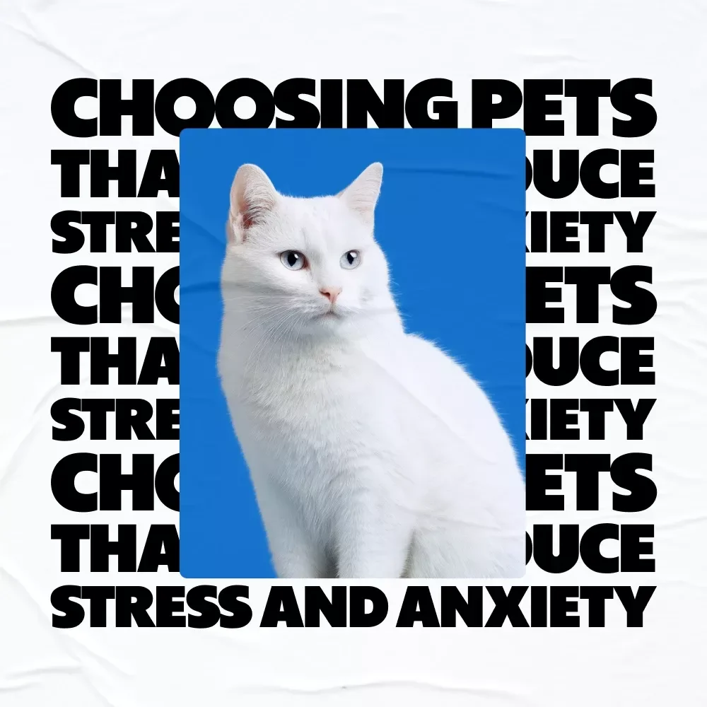 How the Right Pet Can Ease Stress & Anxiety – A Practical Guide to Choosing Pets That Help Reduce Stress and Anxiety for a Calmer, Balanced Life