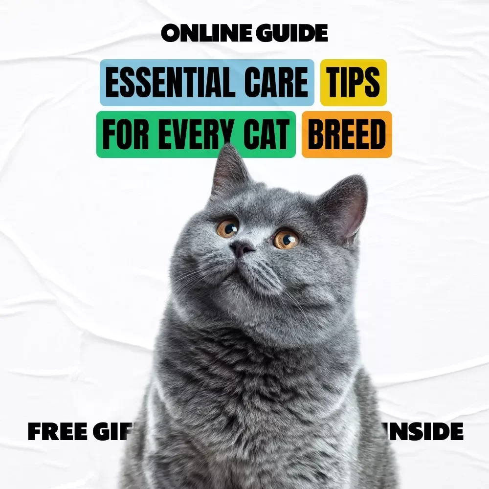 Essential Care Tips for Every Cat Breed | Breed-Specific Health, Nutrition & Grooming Guide | cat breed specific care tips