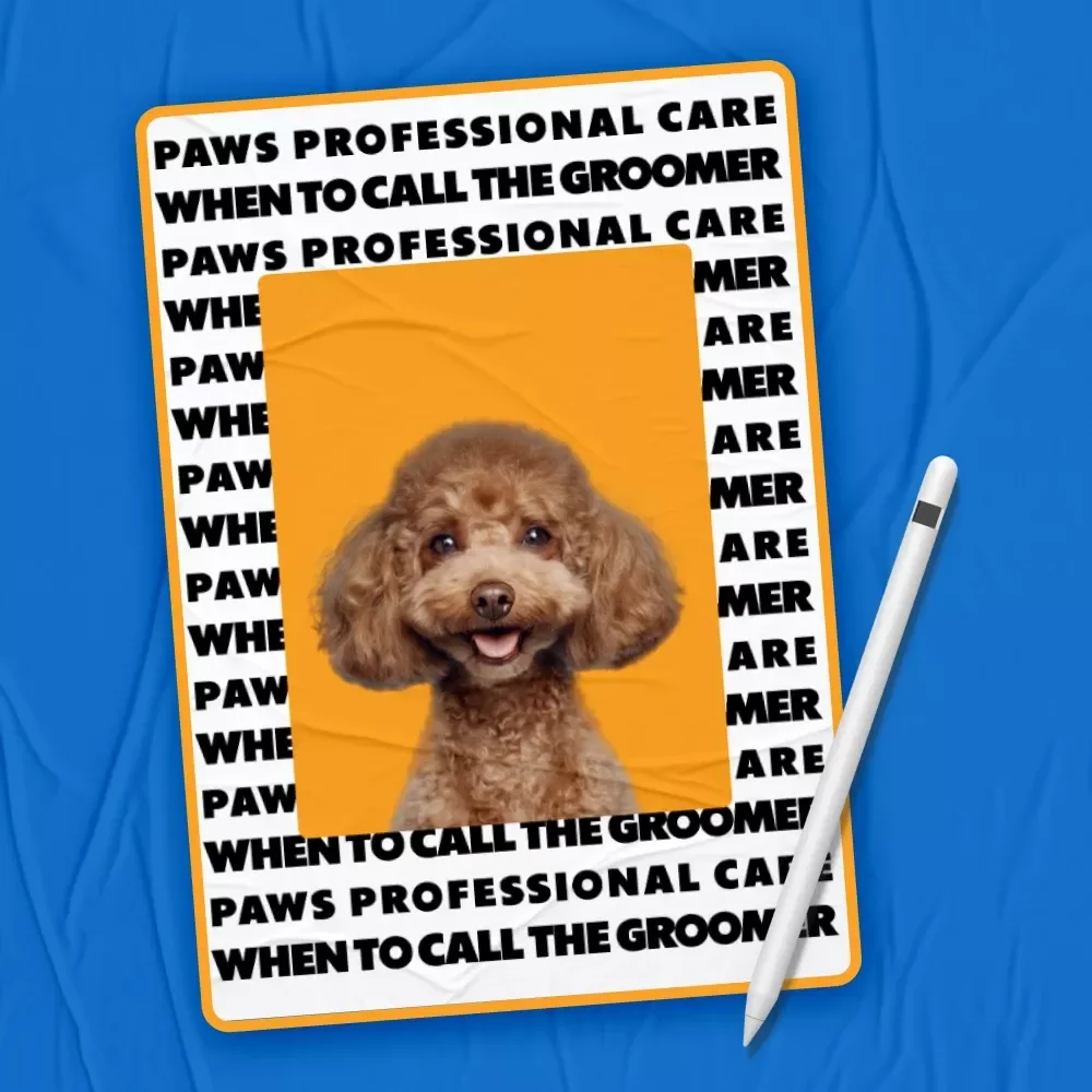 Paws & Professional Care: When to Call the Groomer | Pet Grooming Guide on When to Get Professional Grooming for Dogs & Cats