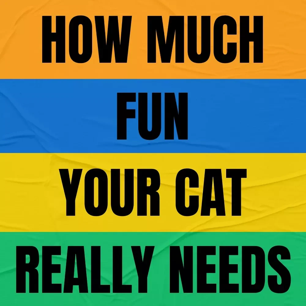 How Much Fun Your Cat Really Needs: The Ultimate Guide to Understanding How Much Play Does My Cat Need for a Happy, Healthy Feline