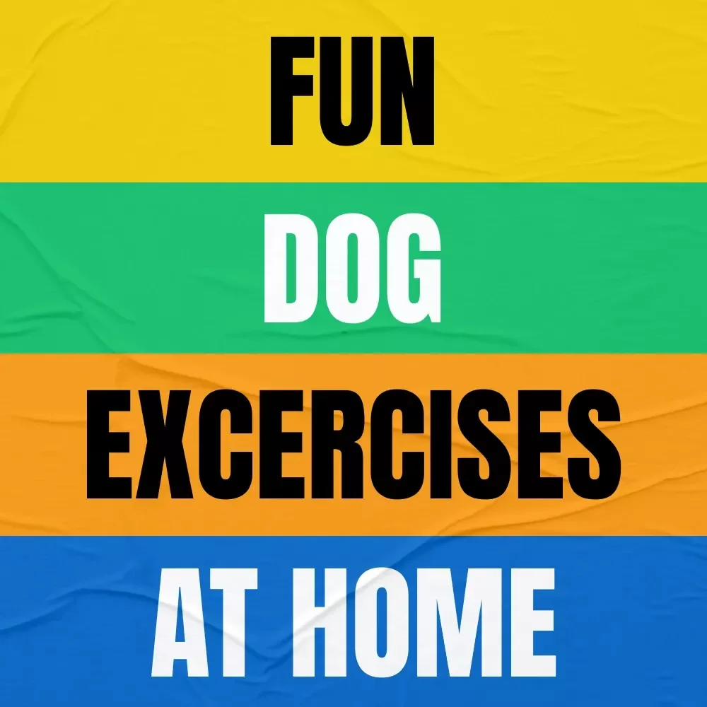 Fun Dog Exercises at Home Guide - Dog Exercise Ideas for Indoor & Outdoor Play