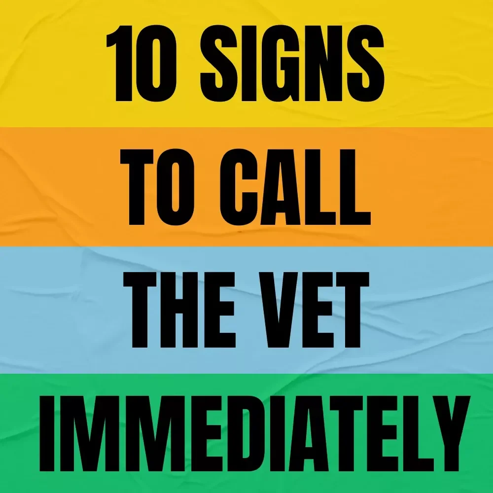 10 Signs to Call the Vet Immediately | Emergency Pet Health Checklist