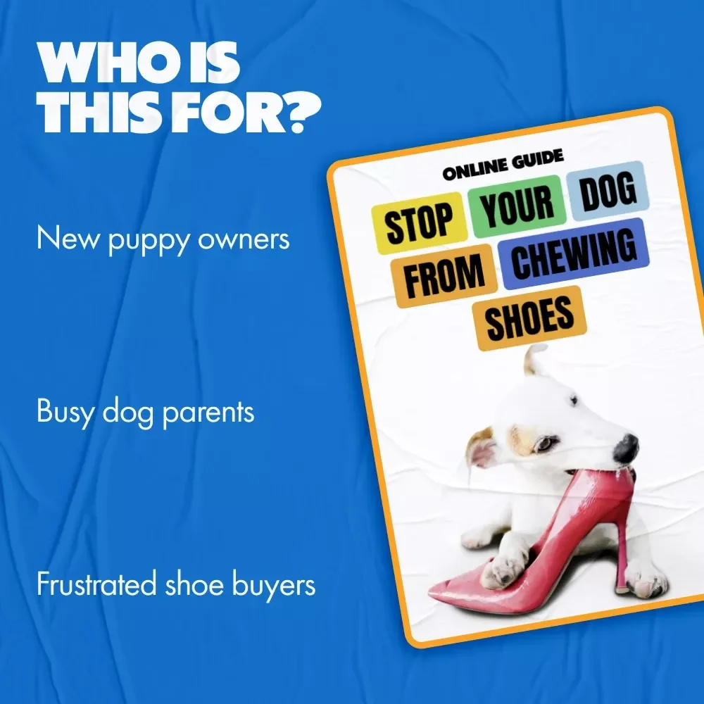 Stop Your Dog from Chewing Shoes – Practical Training Guide for Pet Parents | how to stop dog chewing shoes