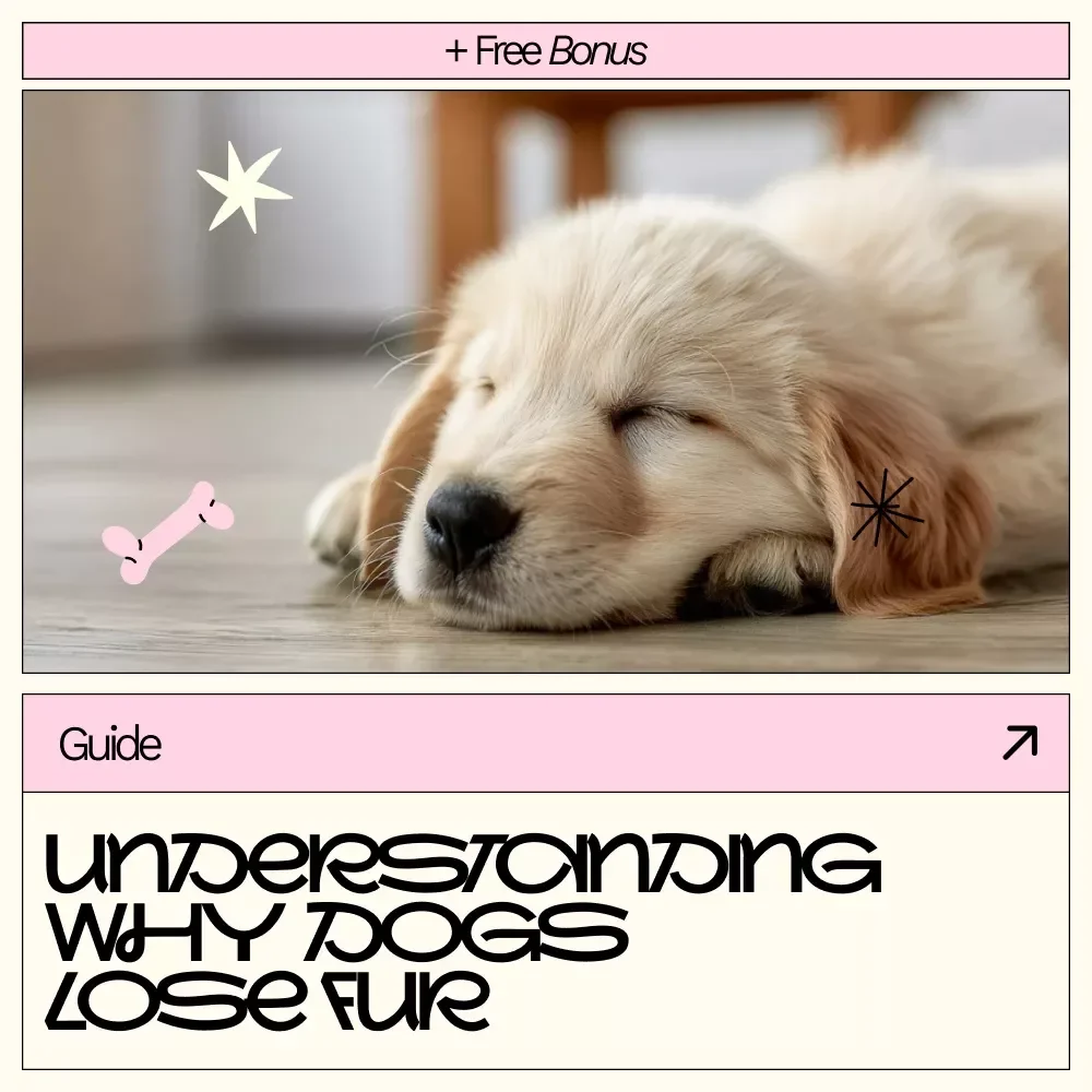 Understanding Why Dogs Lose Fur – A Practical Guide to Dog Losing Fur in Patches Causes for Caring Pet Owners