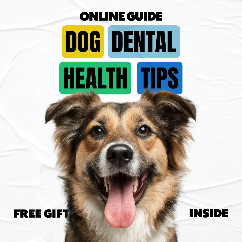 Everyday Dog Dental Health Tips | Practical Guide with Dog Dental Health Tips for Happier, Healthier Smiles