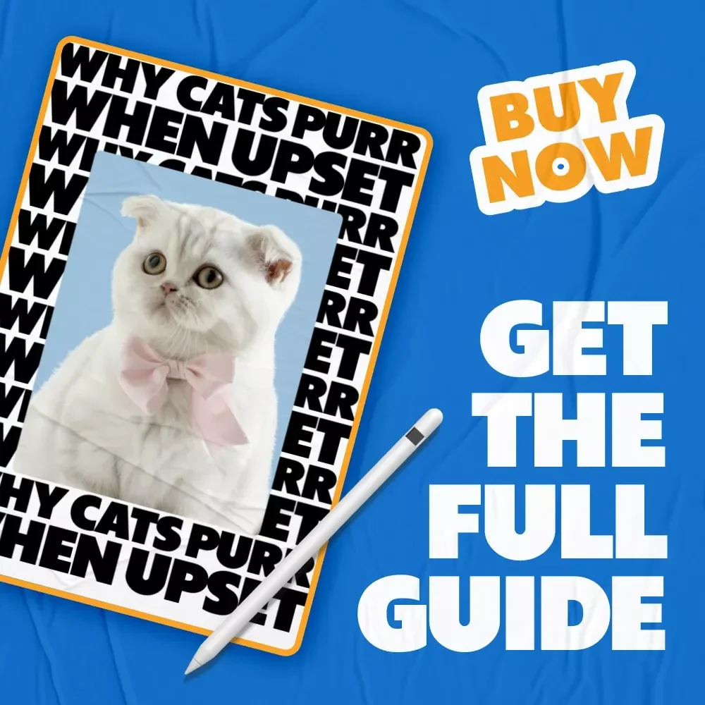 Why Cats Purr When Upset – A Practical Guide to Understanding Feline Stress, Purring Behavior & Emotional Signals for Cat Owners