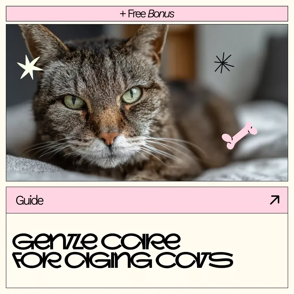 Gentle Care for Aging Cats – A Practical Guide to Senior Cat Care at Home | Comfort, Health & Emotional Support