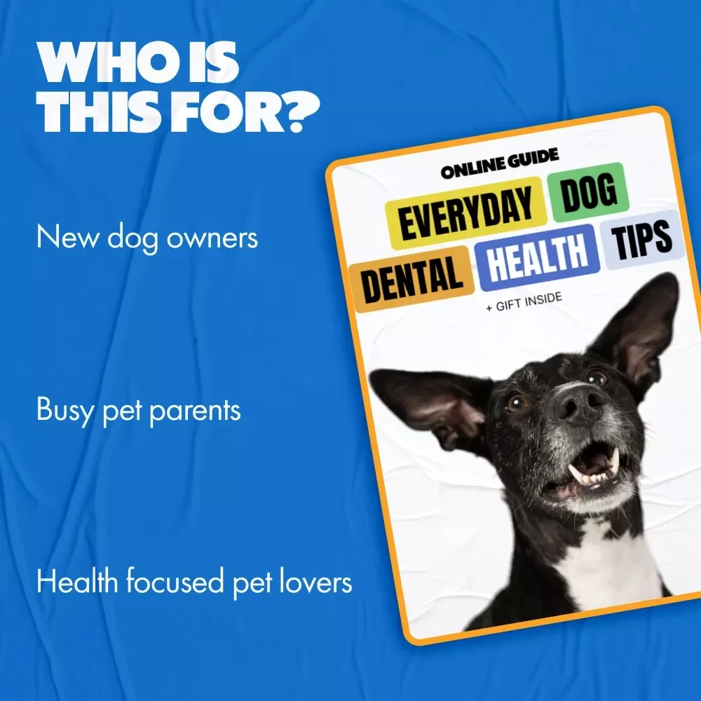 Everyday Dog Dental Health Tips | Practical Guide with Dog Dental Health Tips for Happier, Healthier Smiles
