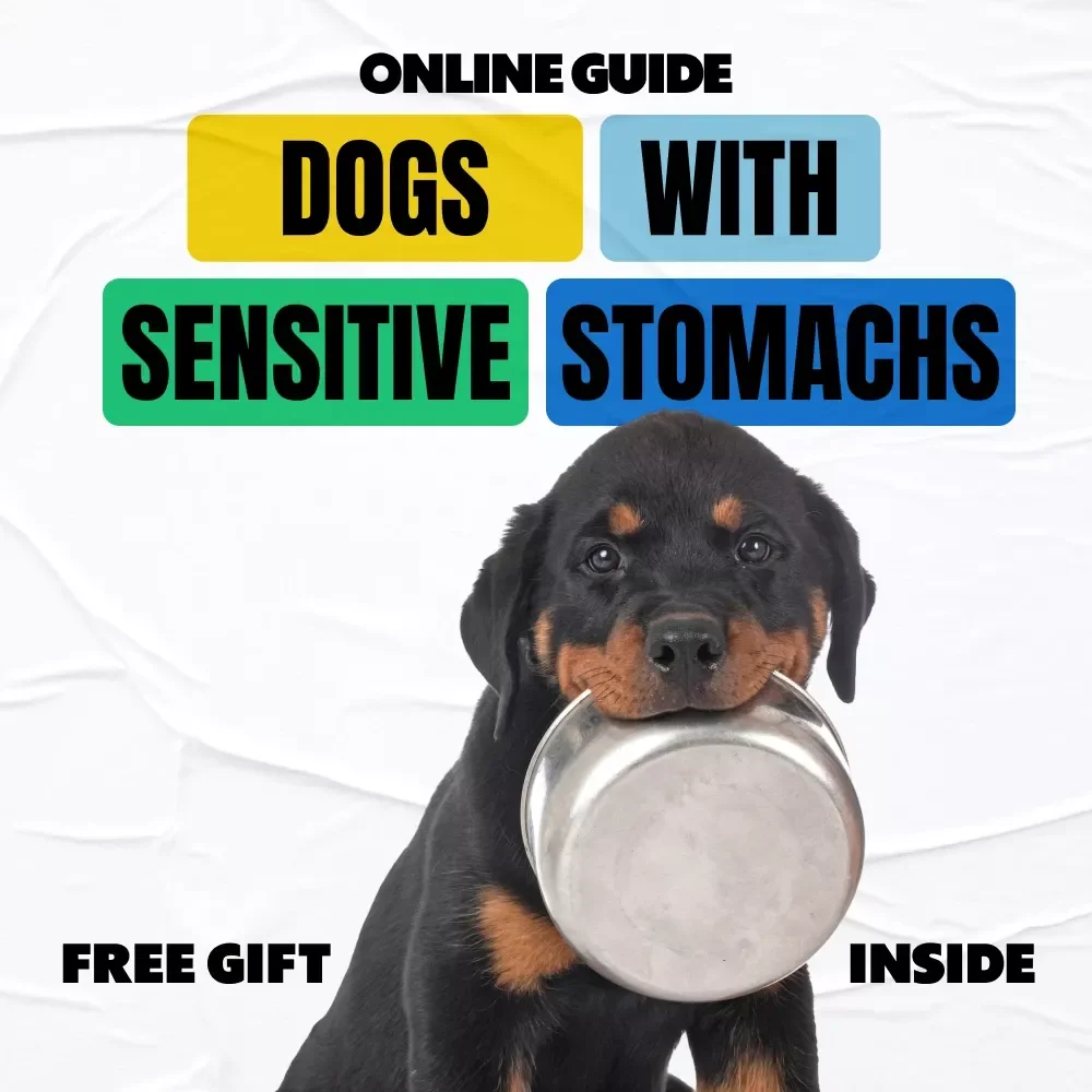 Checklist for Dogs with Sensitive Stomachs: Easy Steps to Support Your Dog’s Digestion