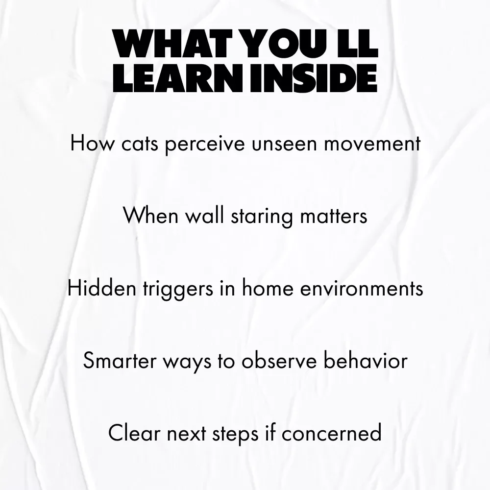 When Cats Lock Eyes With Empty Walls – A Curious Cat Owner’s Guide to Understanding Strange Staring Behavior | why does my cat stare at walls