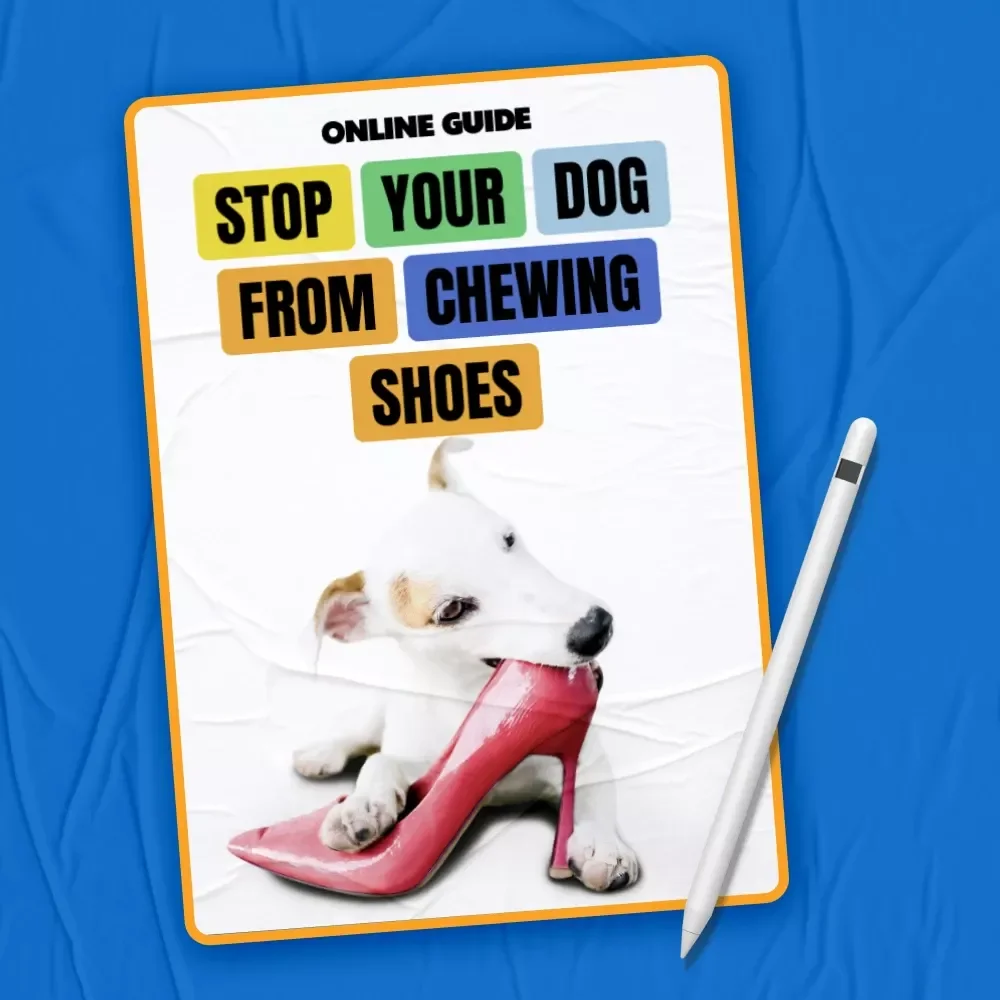 Stop Your Dog from Chewing Shoes – Practical Training Guide for Pet Parents | how to stop dog chewing shoes