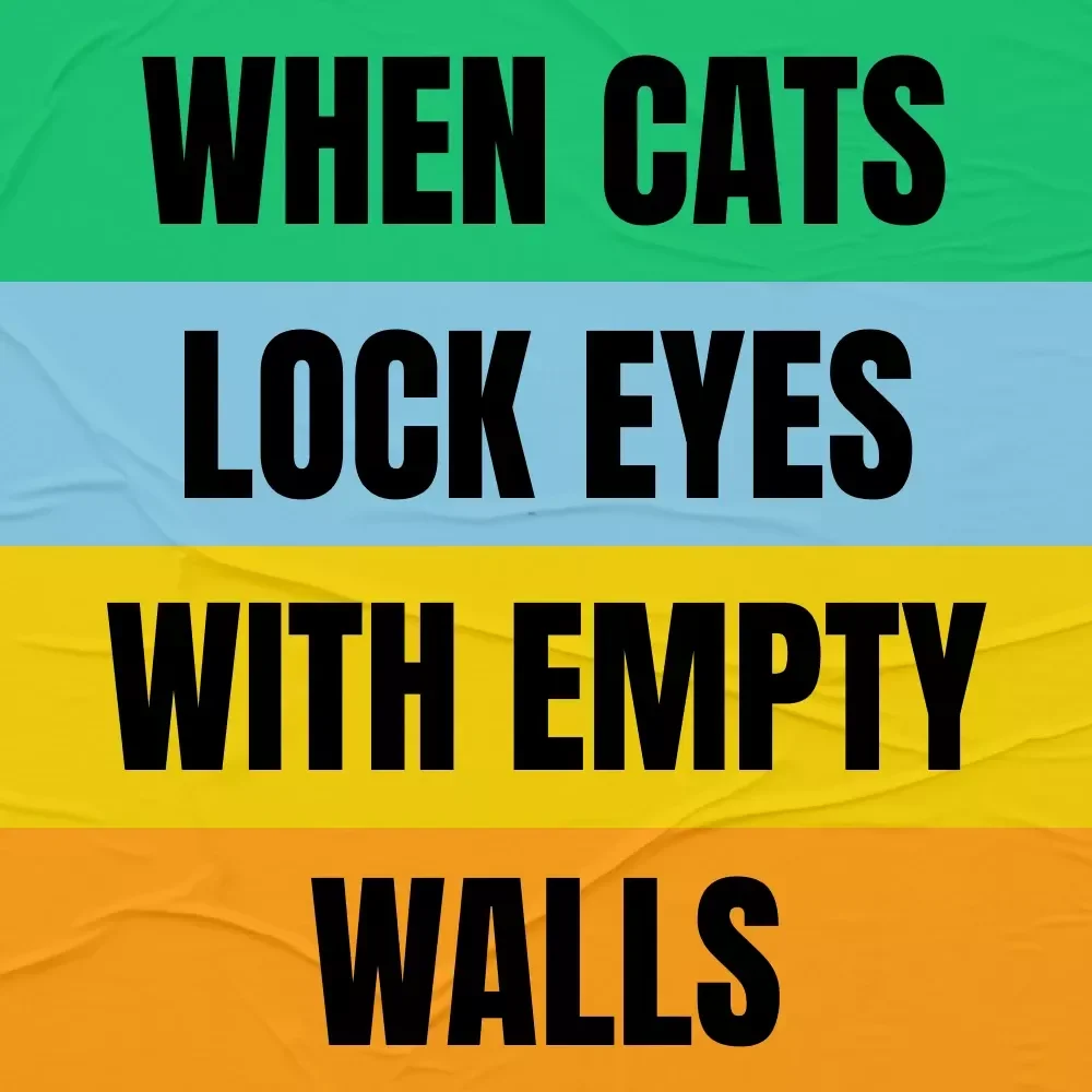 When Cats Lock Eyes With Empty Walls – A Curious Cat Owner’s Guide to Understanding Strange Staring Behavior | why does my cat stare at walls