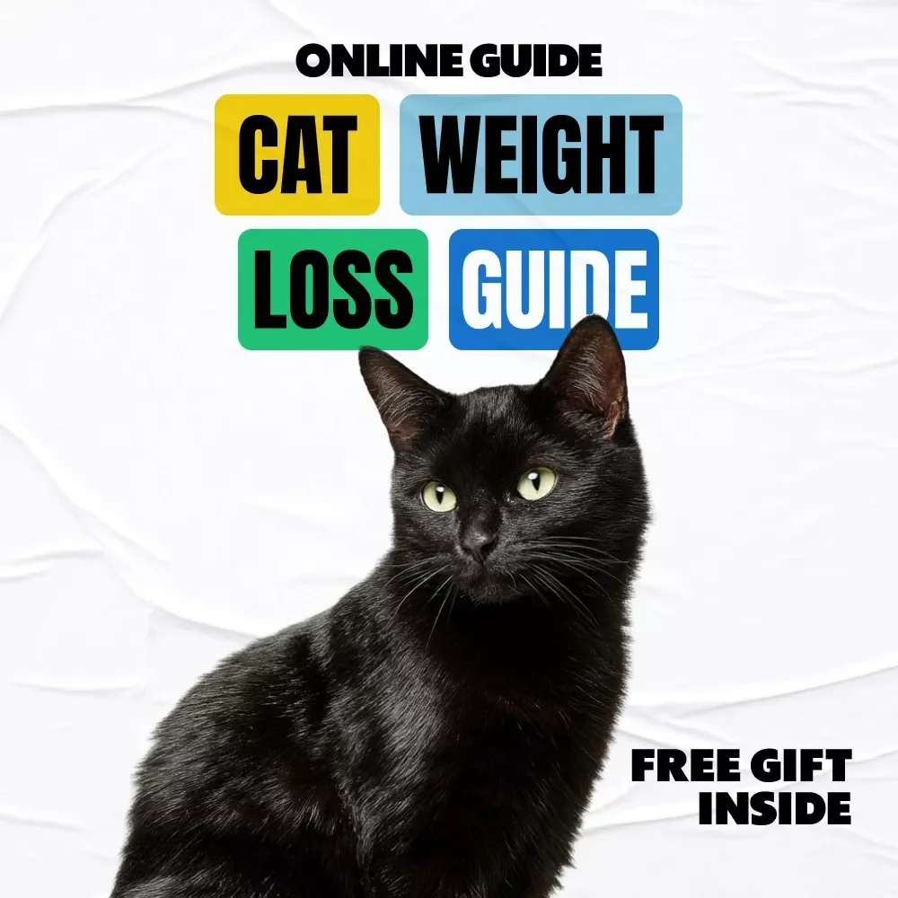 Helping Your Cat Slim Down Safely – Digital Cat Weight Loss Guide | what to do if my cat is obese | Healthy Feline Diet, Play & AI Tracking Checklist