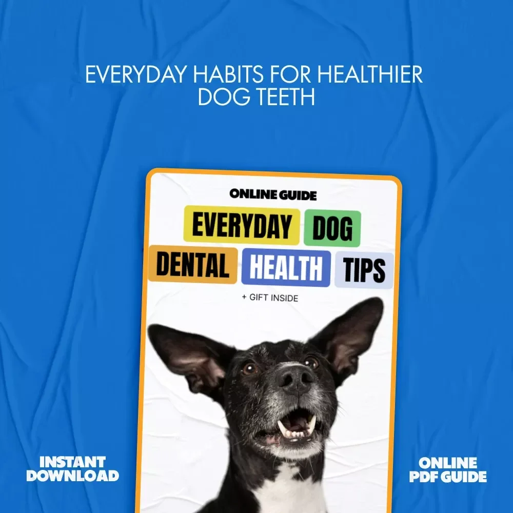 Everyday Dog Dental Health Tips | Practical Guide with Dog Dental Health Tips for Happier, Healthier Smiles