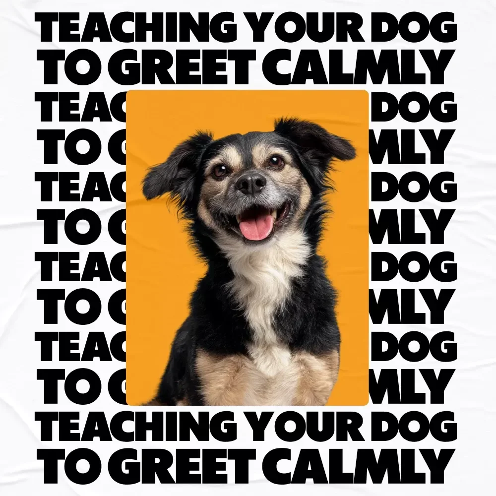 Teaching Your Dog to Greet Calmly – A Practical Training Guide with the Best Ways to Stop Dog Jumping for Polite, Stress-Free Hellos