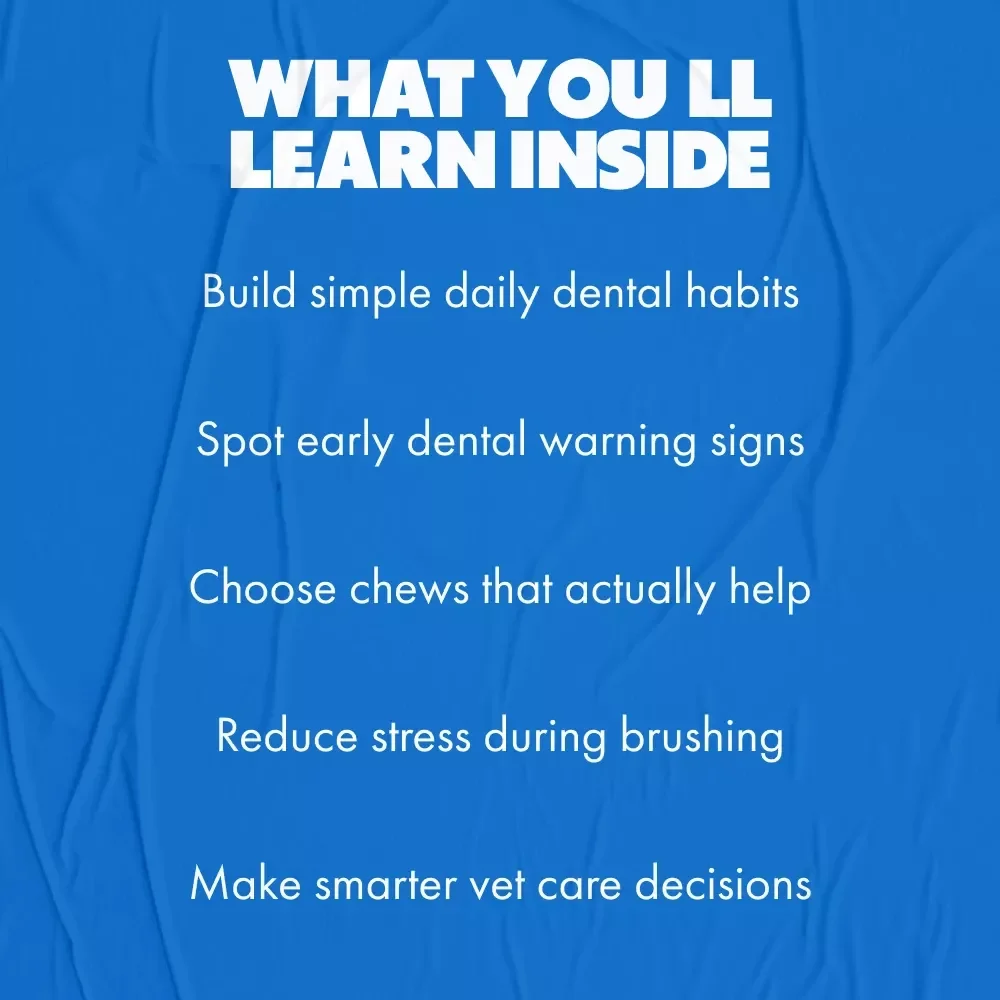 Everyday Dog Dental Health Tips | Practical Guide with Dog Dental Health Tips for Happier, Healthier Smiles