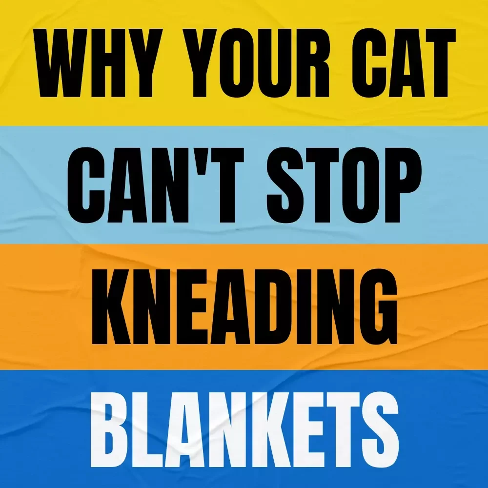 Why Your Cat Can't Stop Kneading Blankets – Printable Cat Behavior Checklist | why does my cat knead blankets Guide