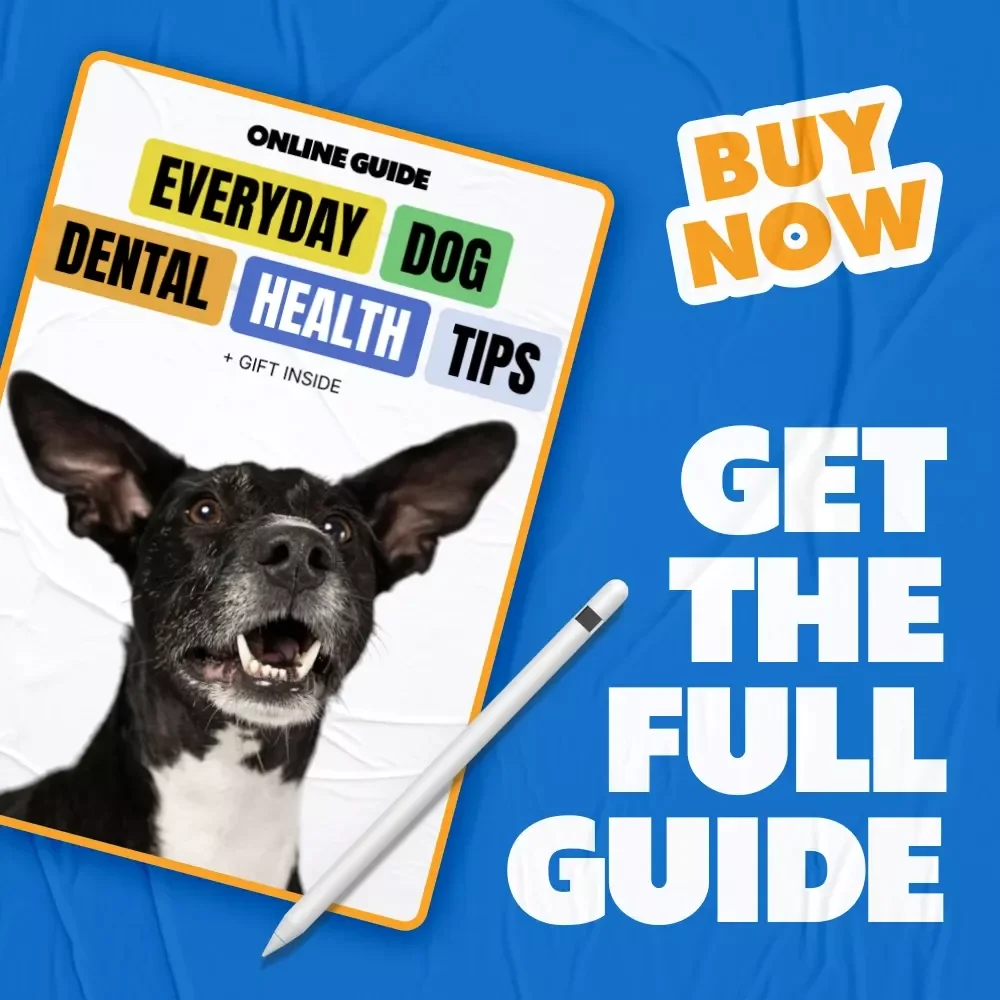 Everyday Dog Dental Health Tips | Practical Guide with Dog Dental Health Tips for Happier, Healthier Smiles