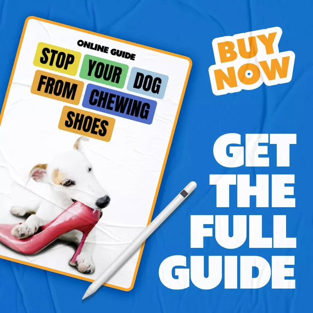 Stop Your Dog from Chewing Shoes – Practical Training Guide for Pet Parents | how to stop dog chewing shoes