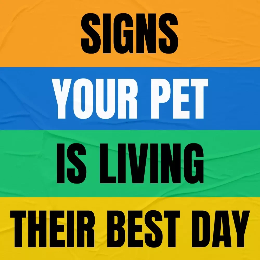 Signs Your Pet Is Living Their Best Day | A Heartfelt Guide on how to tell if my pet is happy | Digital Download for Loving Pet Owners
