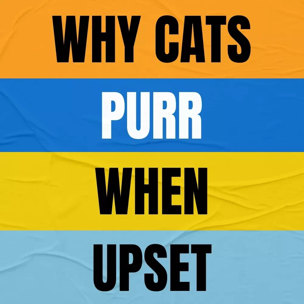 Why Cats Purr When Upset – A Practical Guide to Understanding Feline Stress, Purring Behavior & Emotional Signals for Cat Owners