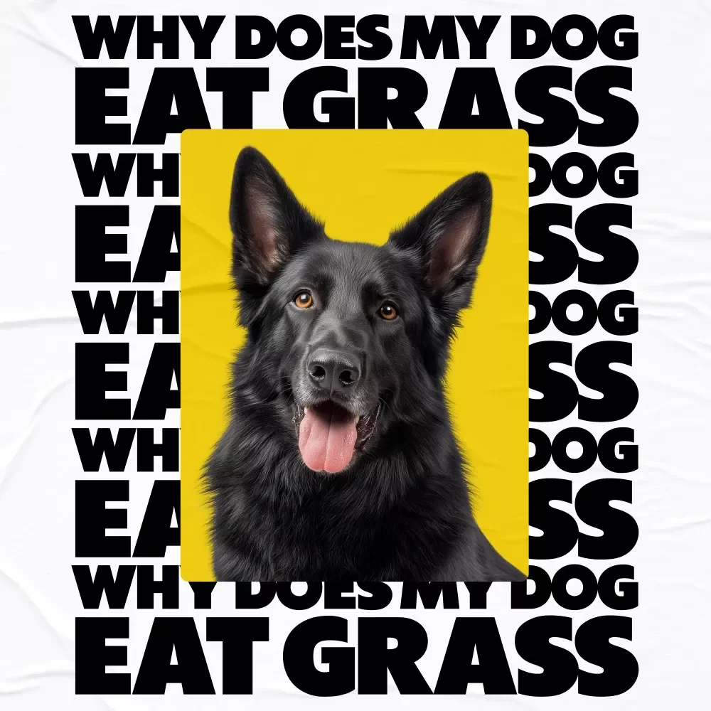 The Grass-Munching Mystery – Why Does My Dog Eat Grass Checklist for Curious Pet Parents | Printable Dog Behavior Guide