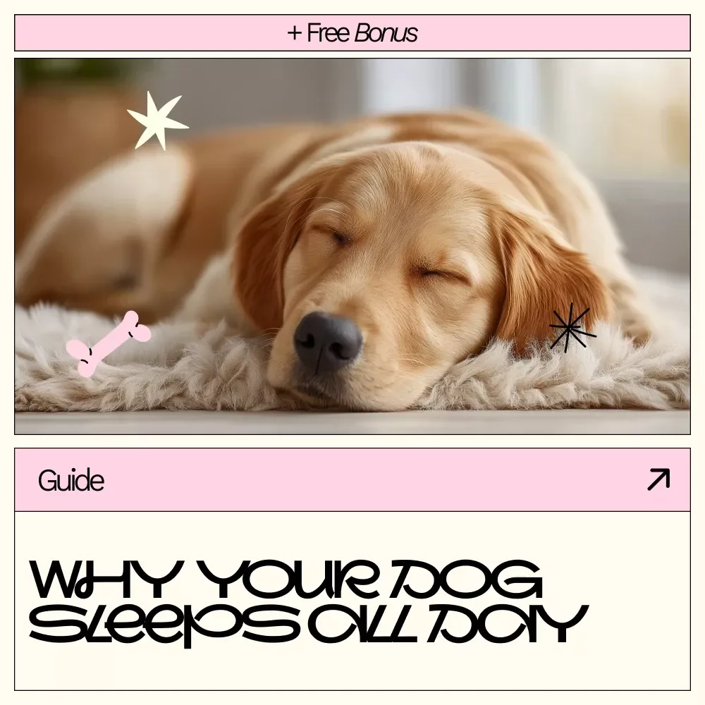 Understanding Why Your Dog Sleeps All Day | Digital Guide for Pet Parents Wondering why does my dog sleep all day | Dog Sleep Behavior & Health Insights