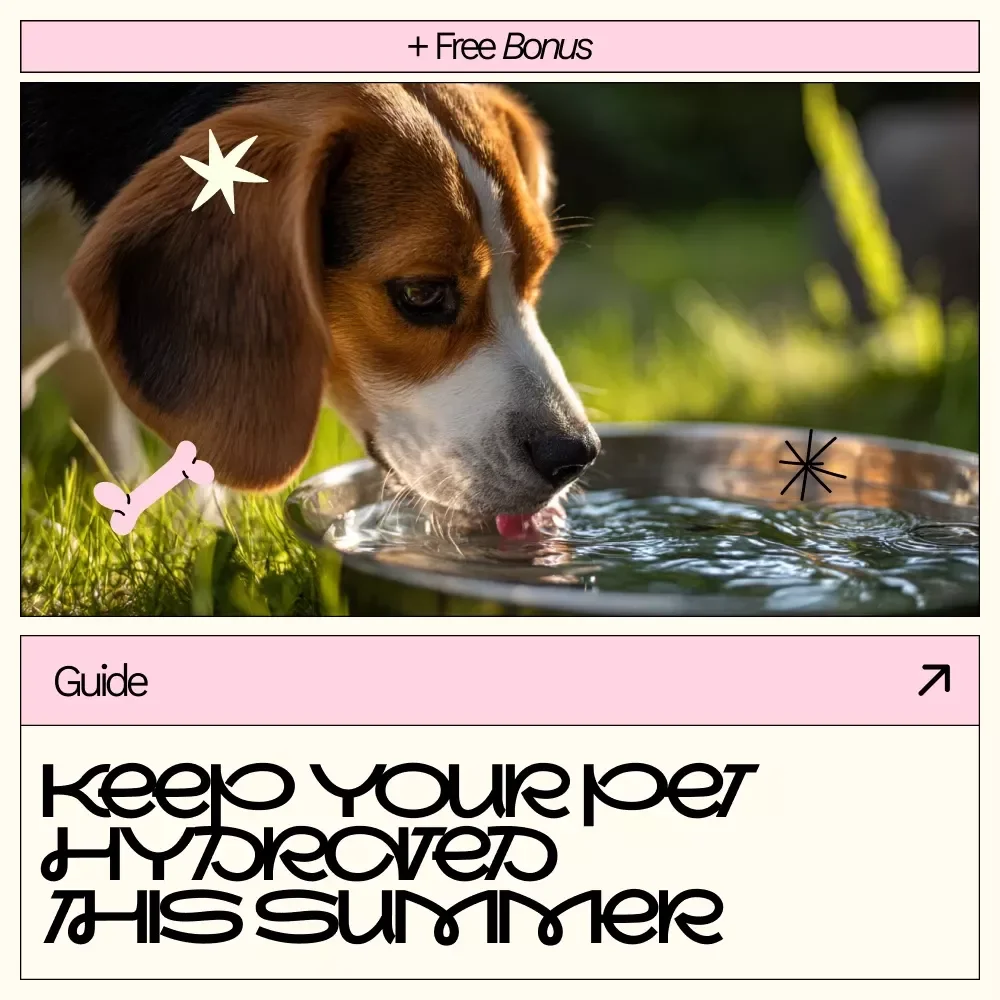 Keep Your Pet Hydrated This Summer | Pet Hydration Guide for Dogs & Cats | Summer Pet Care Digital Download, eBook & Checklist