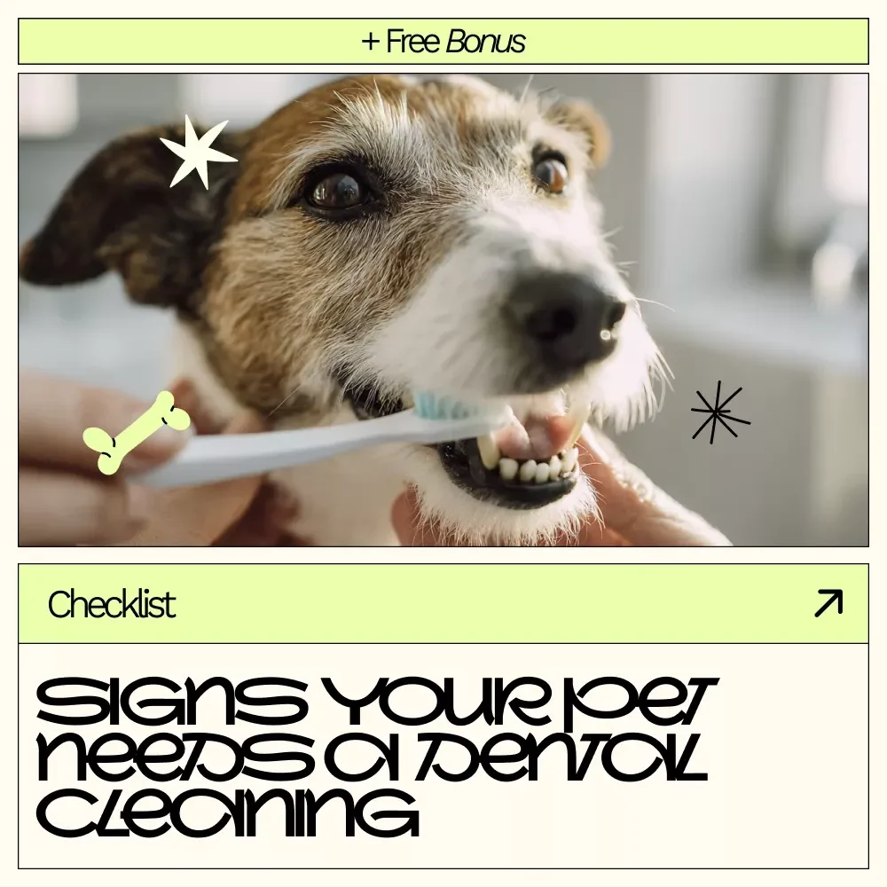 Signs Your Pet Needs a Dental Cleaning – Printable Checklist for Pet Owners | Easy Guide to Signs of Pets Needing Dental Cleaning