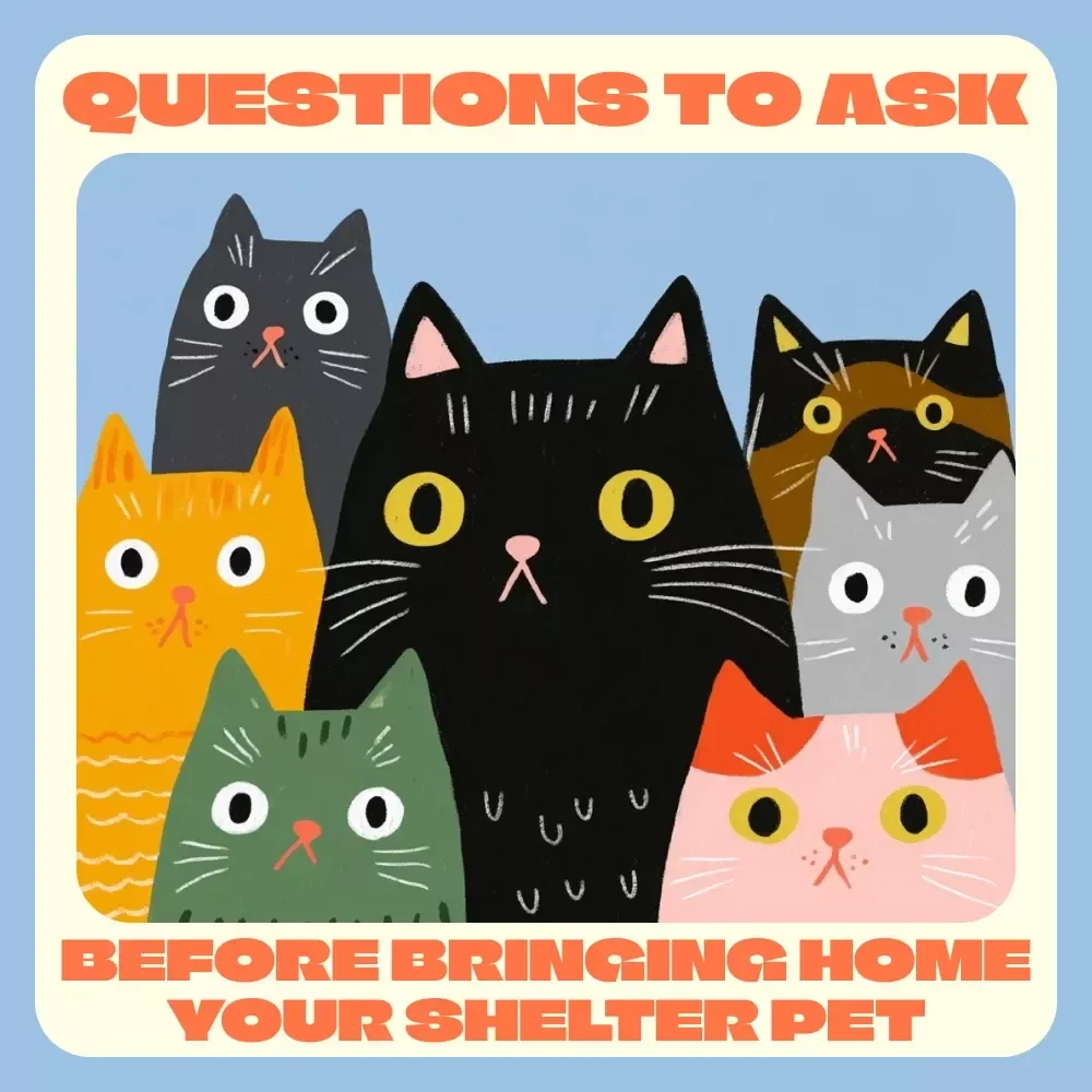 Questions to Ask Before Bringing Home Your Shelter Pet — Ultimate Guide to Shelter Adoption, Health, Temperament, and Compatibility