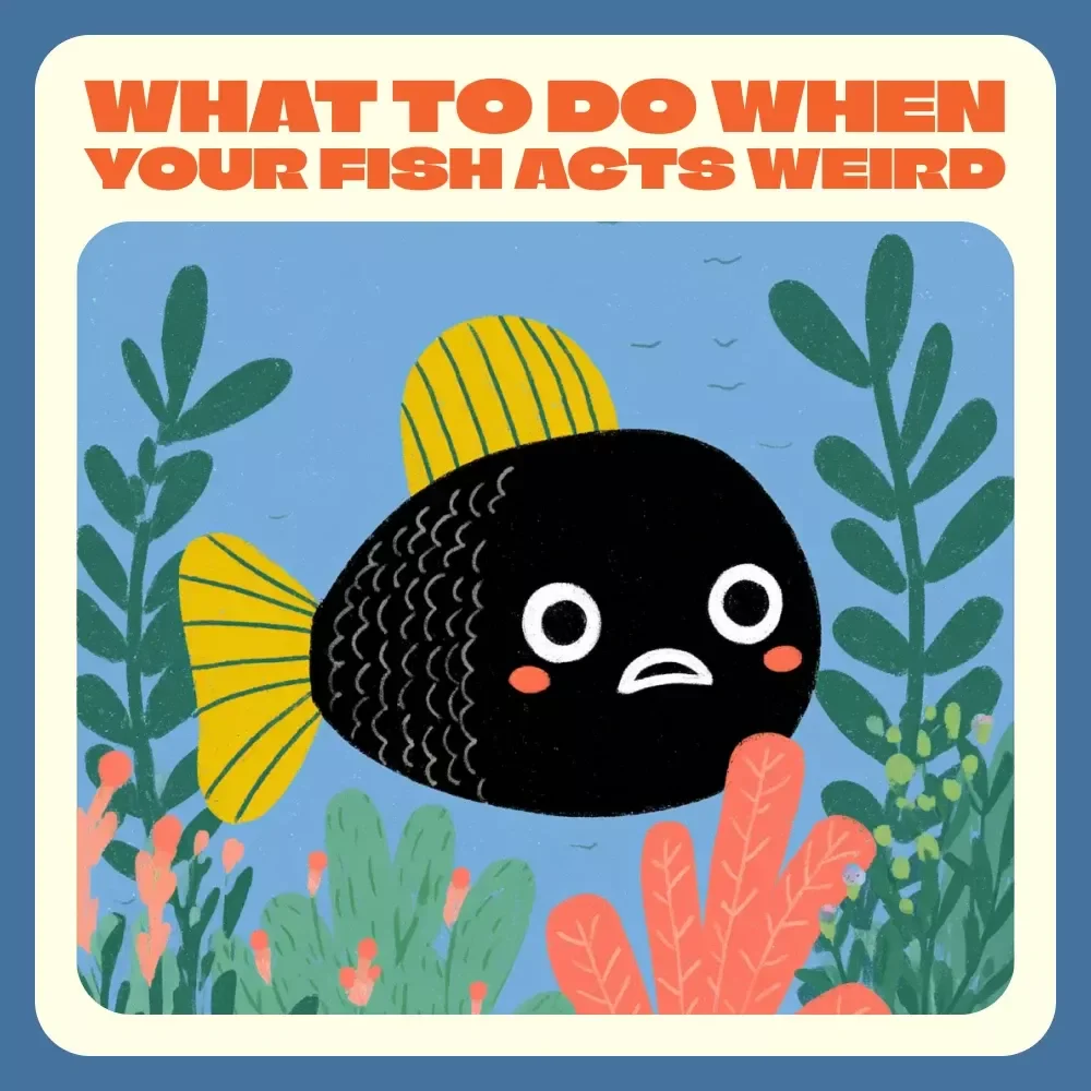 What to Do When Your Fish Acts Weird | Printable Aquarium Care Checklist | Digital Download for Pet Fish Owners | Guide to Why Is My Fish Acting Strange