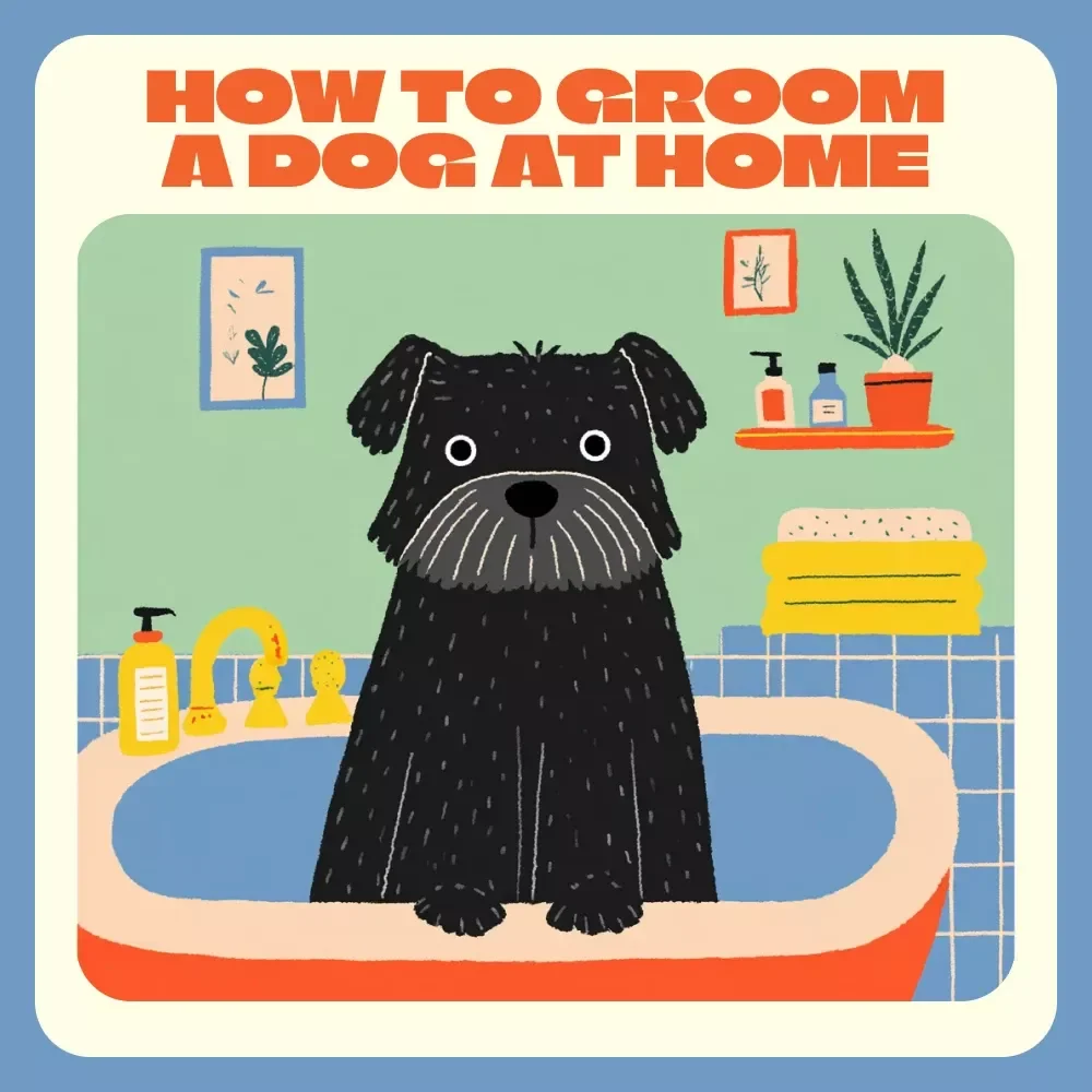 The Home Grooming Handbook for Happy Dogs | How to Groom a Dog at Home | DIY Dog Grooming Guide for Pet Owners
