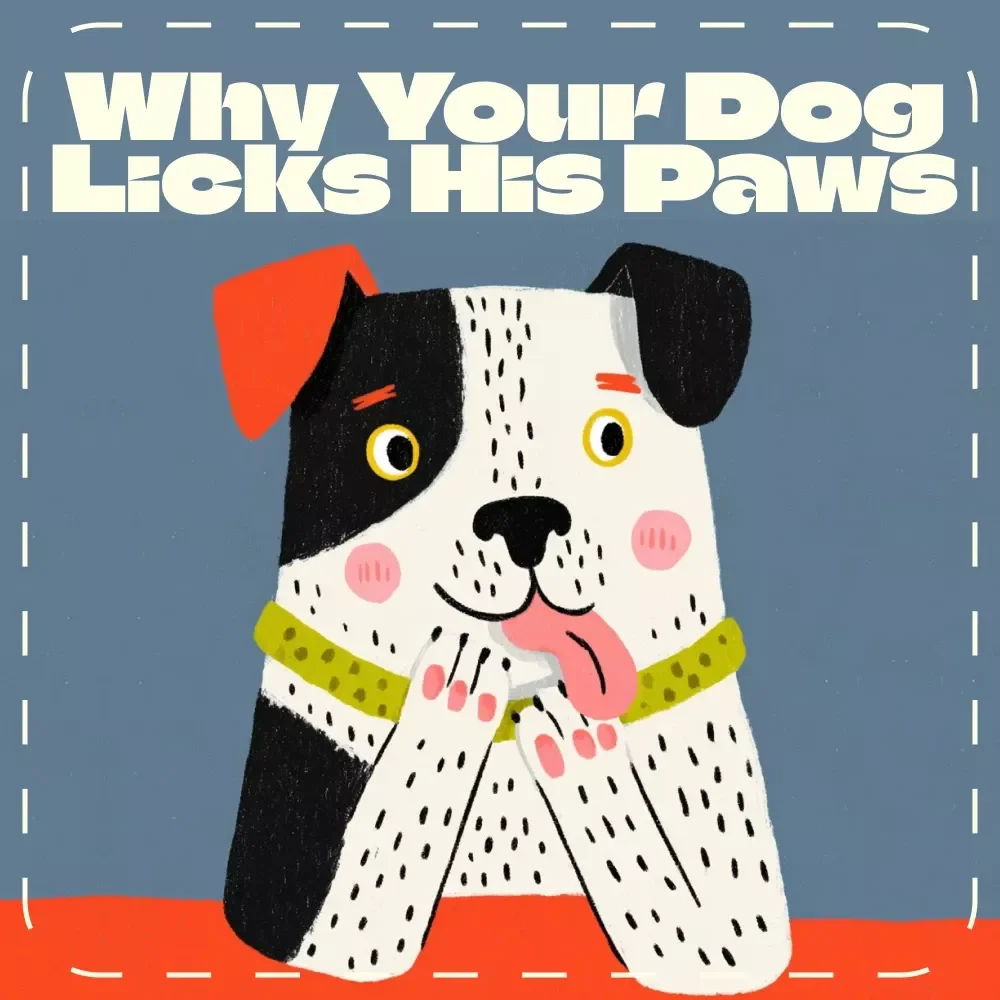 Understanding Why Your Dog Licks His Paws | Digital Dog Care Guide | Pet Behavior eBook | Why Is My Dog Licking His Paws Explained for Pet Owners