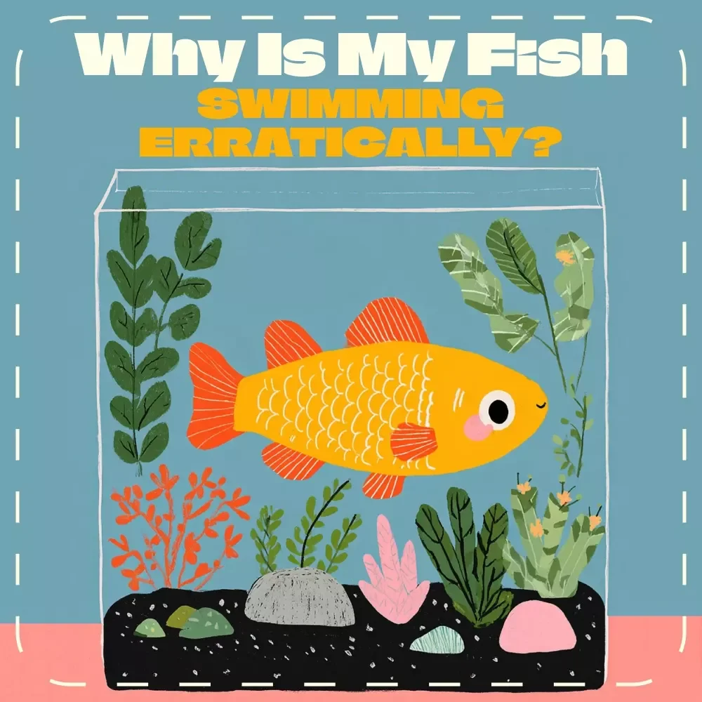Why Is My Fish Swimming Erratically? — Quick Checklist to Find the Cause | Printable Aquarium Care Guide for Fish Owners | Digital Download