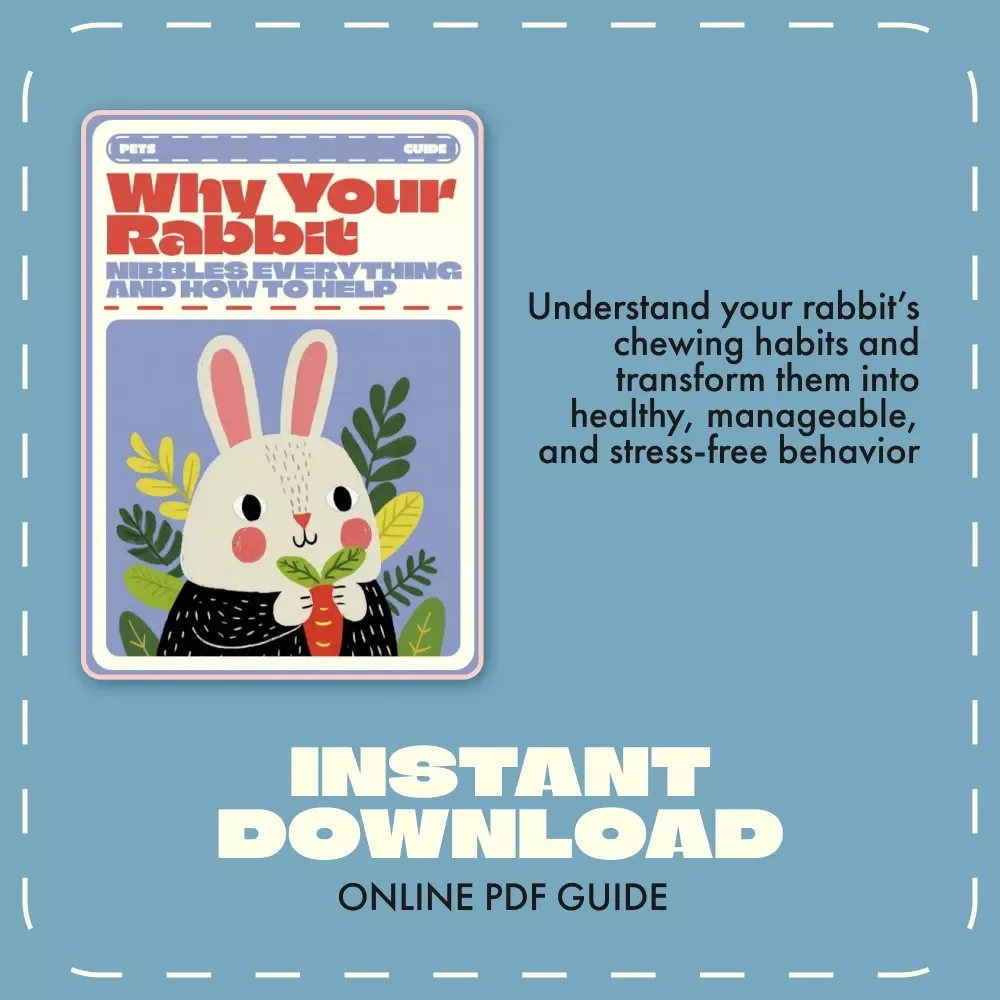 Why Your Rabbit Nibbles Everything and How to Help | Rabbit Chewing Guide | Stop Destructive Chewing Behavior | why is my rabbit chewing everything | Bunny Training & Care eBook