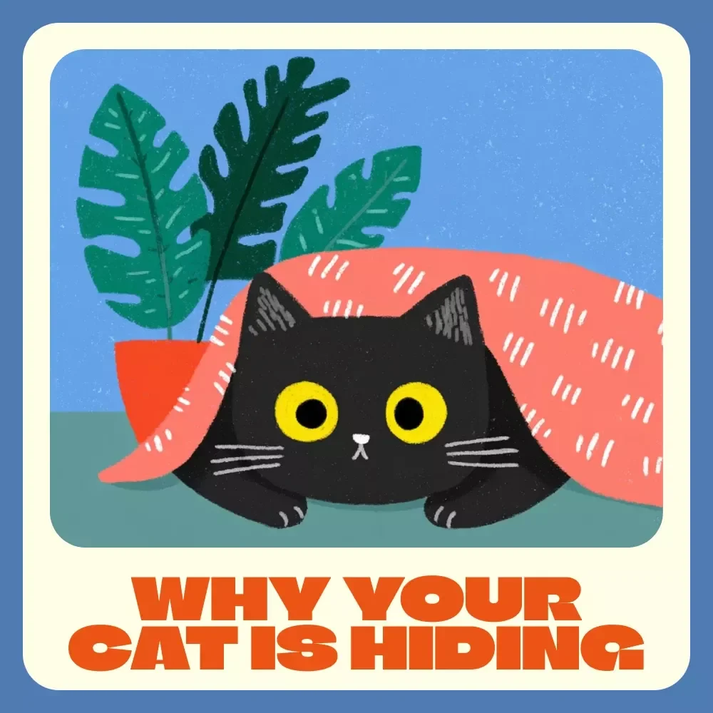 Understanding Why Your Cat Is Hiding | Cat Behavior eBook | Feline Psychology & Care Guide | Digital Download for Cat Owners Wondering “Why Is My Cat Hiding”
