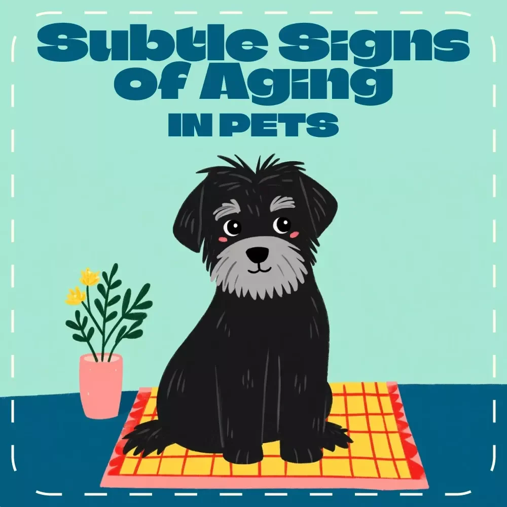 Recognizing the Subtle Signs of Aging in Pets | Digital Guide for Pet Parents | How to Recognize Signs of Aging in Pets | eBook for Dog and Cat Owners