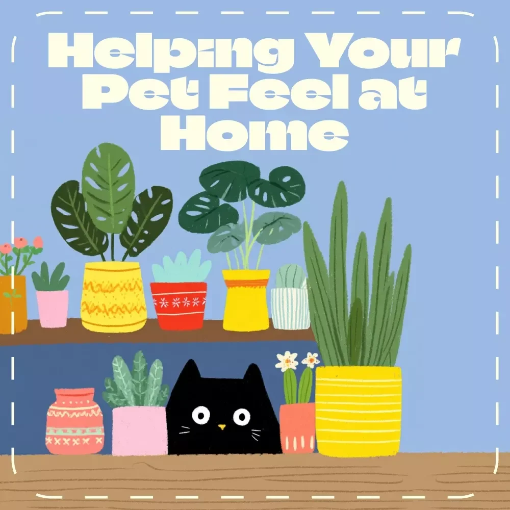 Helping Your Pet Feel at Home | Digital Guide for Pet Owners | How to Deal with Pet Hiding | Comfort & Behavior Support eBook